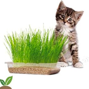Semillas de hierba para gatos Rocalba 10 g