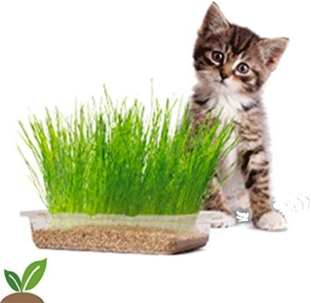 Semillas de hierba para gatos Rocalba 10 g