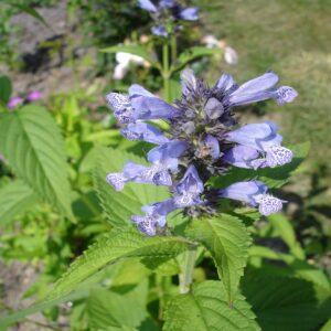 1000 Semillas de Menta Gatuna para Gatos - Nepeta Cataria