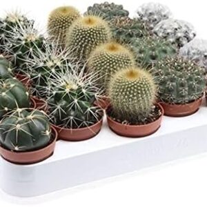 DECOALIVE Pack 5 Mini Cactus (8 cm) - Plantas interior/exterior