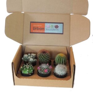 6 Mini Cactus Naturales DECALIVE Mix Variado
