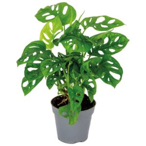 Bloomique - Monstera adansonii 'Monkey Leaf' - Planta de interior 20-30 cm