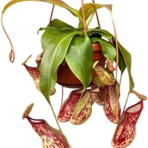 Nepenthes Alata - Planta Carnívora Grande Viva