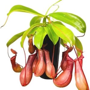 Nepenthes (Planta Carnívora Grande) - DECOALIVE