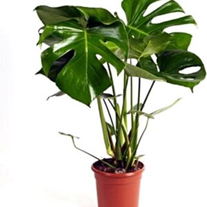 Planta Monstera Deliciosa 60-70 cm - Costilla de Adán