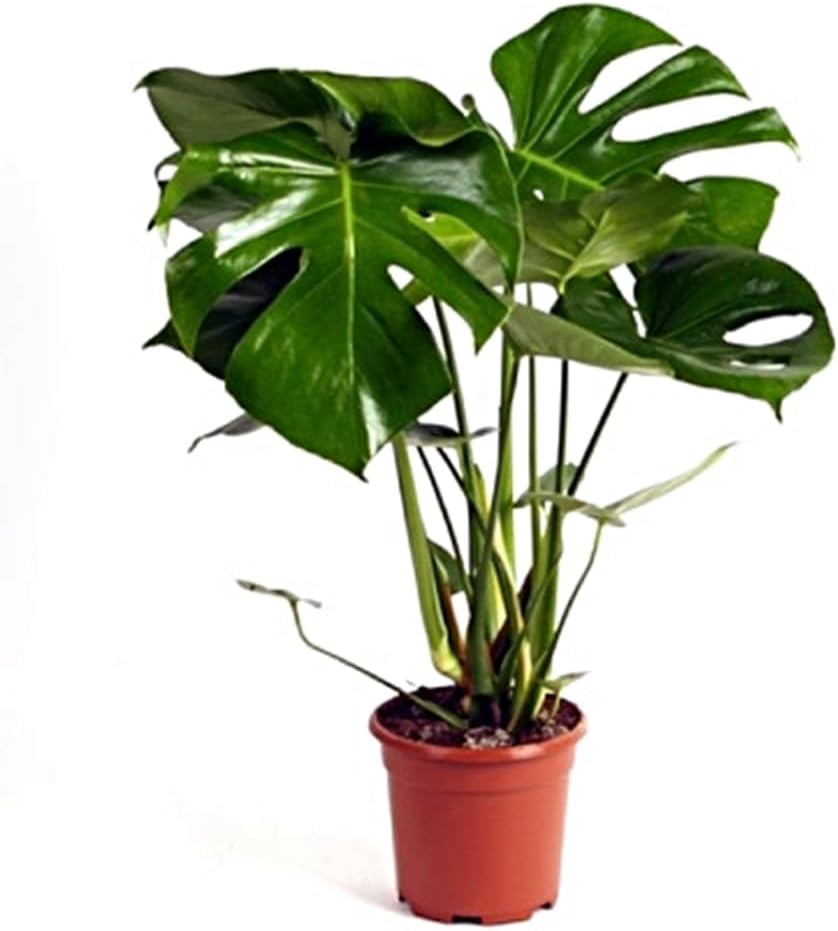 Planta Monstera Deliciosa 60-70 cm - Costilla de Adán