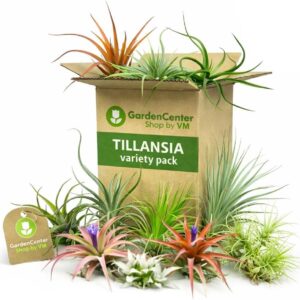 Pack Tillandsias Naturales | Plantas Aéreas sin Tierra | 15 unidades