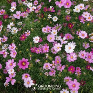 Grounding Maxi - Cosmea Mix (5000 semillas) | Flores blancas, rosa y fucsia