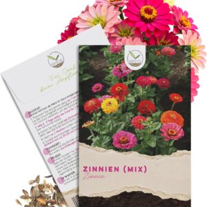 Semillas de Zinnia – Flores vibrantes para jardín, balcón y flor cortada