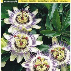 Mascarell Semillas Pasiflora Trepadora - Flores Blancas Decorativas
