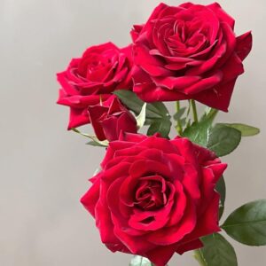 Semillas de rosas resistentes para exteriores (900 uds.)