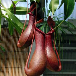 Nepenthes alata - Planta carnívora trepadora 40 cm