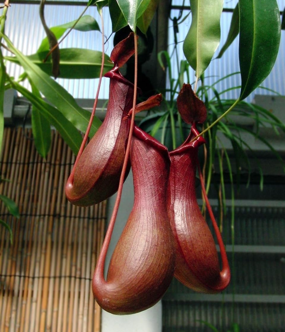 Nepenthes alata - Planta carnívora trepadora 40 cm