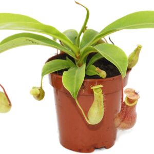 Nepenthes: Planta Carnívora Exclusiva en Maceta 9 cm