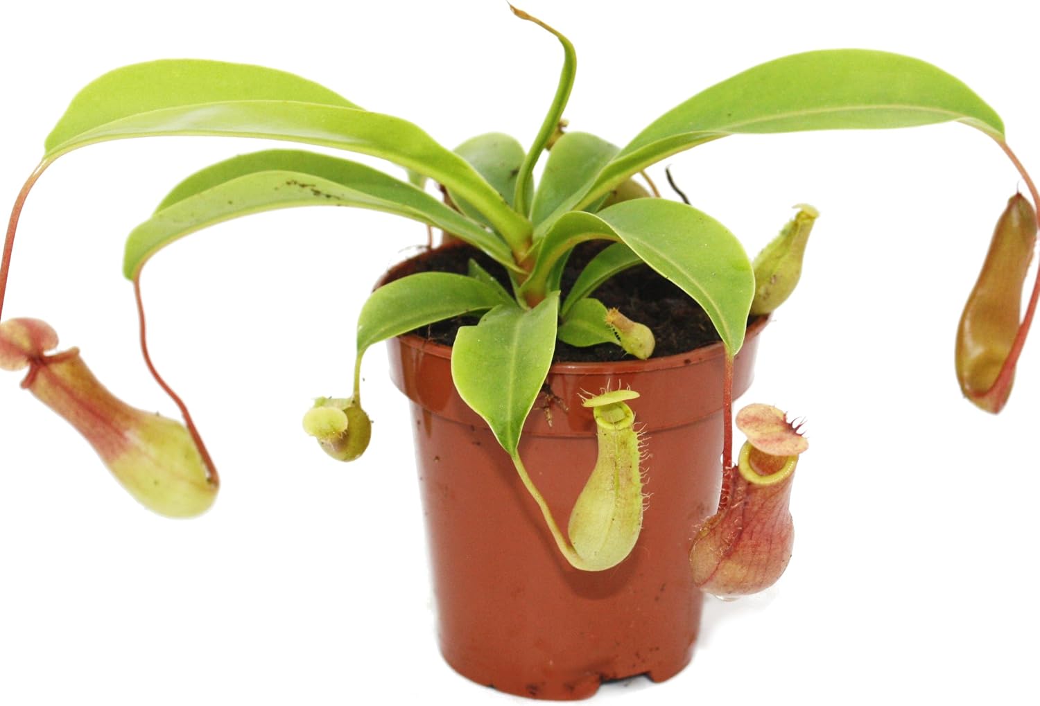 Nepenthes: Planta Carnívora Exclusiva en Maceta 9 cm