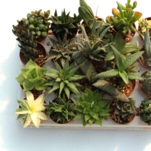 Suculentas raras y sin espinas, colección exclusiva 5,5 cm