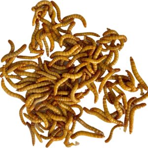 M2R Agrofarm Tenebrio Molitor Vivo - Alimento Natural para Reptiles y Aves