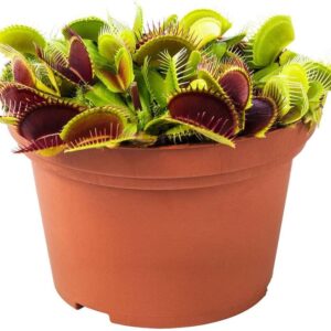 Verdecora Dionaea Muscipula Venus Atrapamoscas Ø13cm