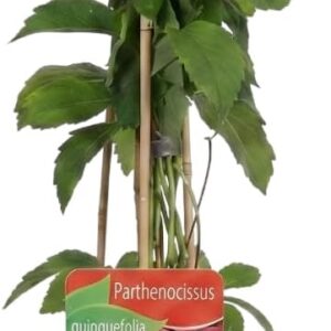 Parra Virgen Maceta 3L - Parthenocissus Quinquefolia