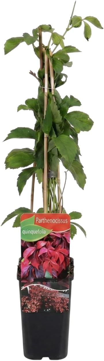 Parra Virgen Maceta 3L - Parthenocissus Quinquefolia