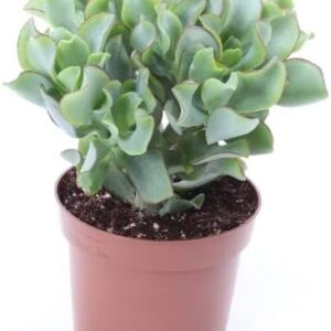 Suculenta Crassula Arborescens Ondulada - DECOALIVE
