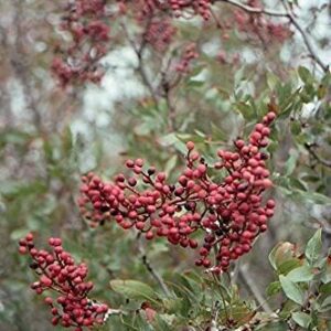 Semillas Pistacia Terebinthus - 30 unidades para cultivo