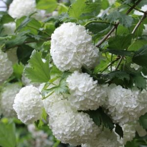 Viburnum opulus - Arbusto resistente al invierno - Maceta 40-60 cm