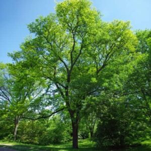 Semillas Gleditsia Triacanthos - 10 unidades