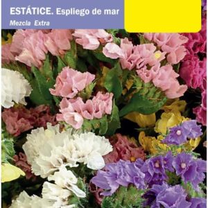 Semillas de Limonium Sinuatum (Siempreviva) - DECOALIVE
