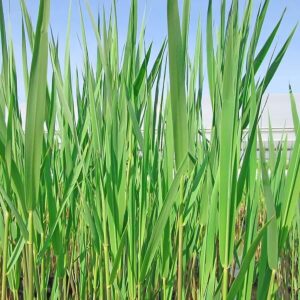 Caña enana Phragmites australis 'Humilis' - NatureHolic
