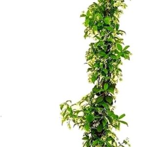 Trachelospermum Jasminoides, enredadera de jazmín estrella 100-120 cm