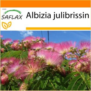 SAFLAX Acacia de Constantinopla - 50 semillas con sustrato