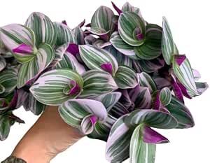 Tradescantia Fluminensis 'Nanouk' - Planta decorativa resistente