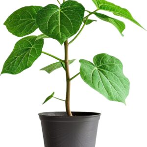 Paulownia Tomentosa en maceta 50-60 cm - Árbol Emperatriz vivo