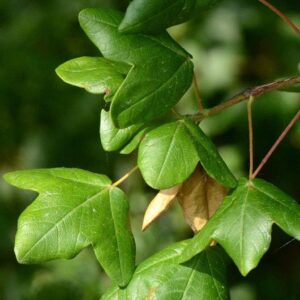 15 Semillas Arce Montpellier (Acer monspessulanum)