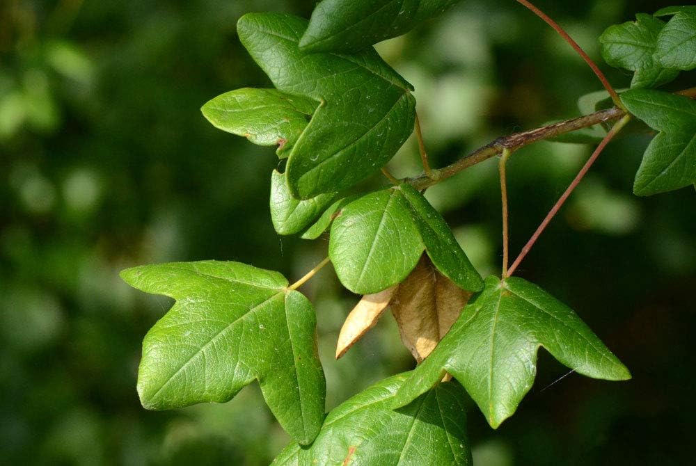 15 Semillas Arce Montpellier (Acer monspessulanum)