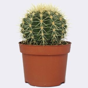 Cactus Echinocactus Grusonii en maceta 8.5 cm - Bola de Oro