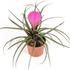 Tillandsia Cyanea Mini - Planta Aire con Flor Rosa - 5 cm