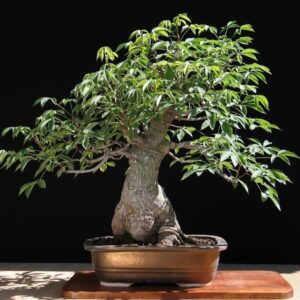 Semillas de Ceiba Speciosa (Árbol de seda) - 15 unidades