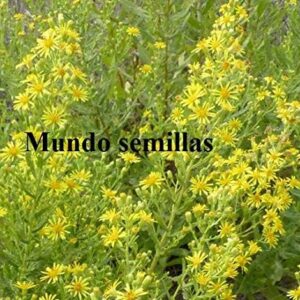 Portal Cool Olivarda 1200 uds. - Sustrato natural