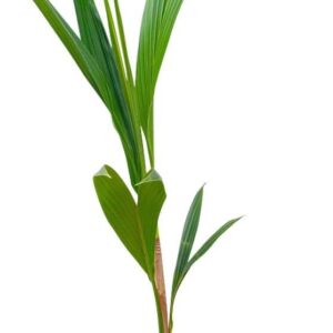Planta natural Cocos nucifera (Cocotero) - Decoalive