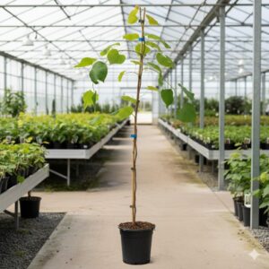 Redbud del Este - Cercis canadensis en maceta 10L