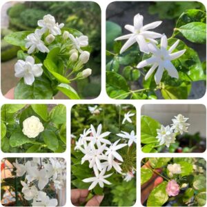 Semillas jazmín Jasminum Sambac – 100 unidades para regalo original