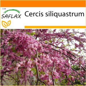 SAFLAX - Árbol del amor - 60 semillas con sustrato incluido