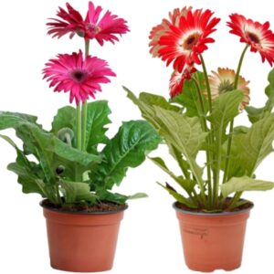 Pack 2 Gerberas en maceta 12cm | Variedad natural