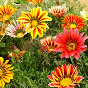 Semillas de Gazania Rigens - 50 unidades para jardín colorido