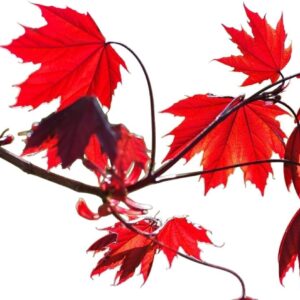 Arce Rojo Acer Rubrum 80-100 cm - Segura Garden