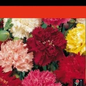 Semillas Clavel Chabaud Dianthus Caryophyllus - DECOALIVE