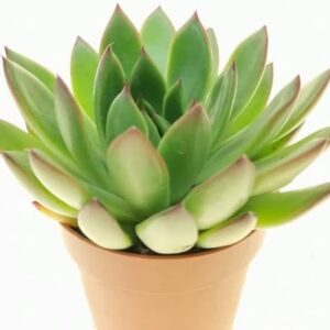 Suculenta Echeveria Agavoides en maceta 10 cm