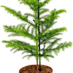 Bloomique - Pino de Norfolk (interior) 50-60 cm - Planta purificante
